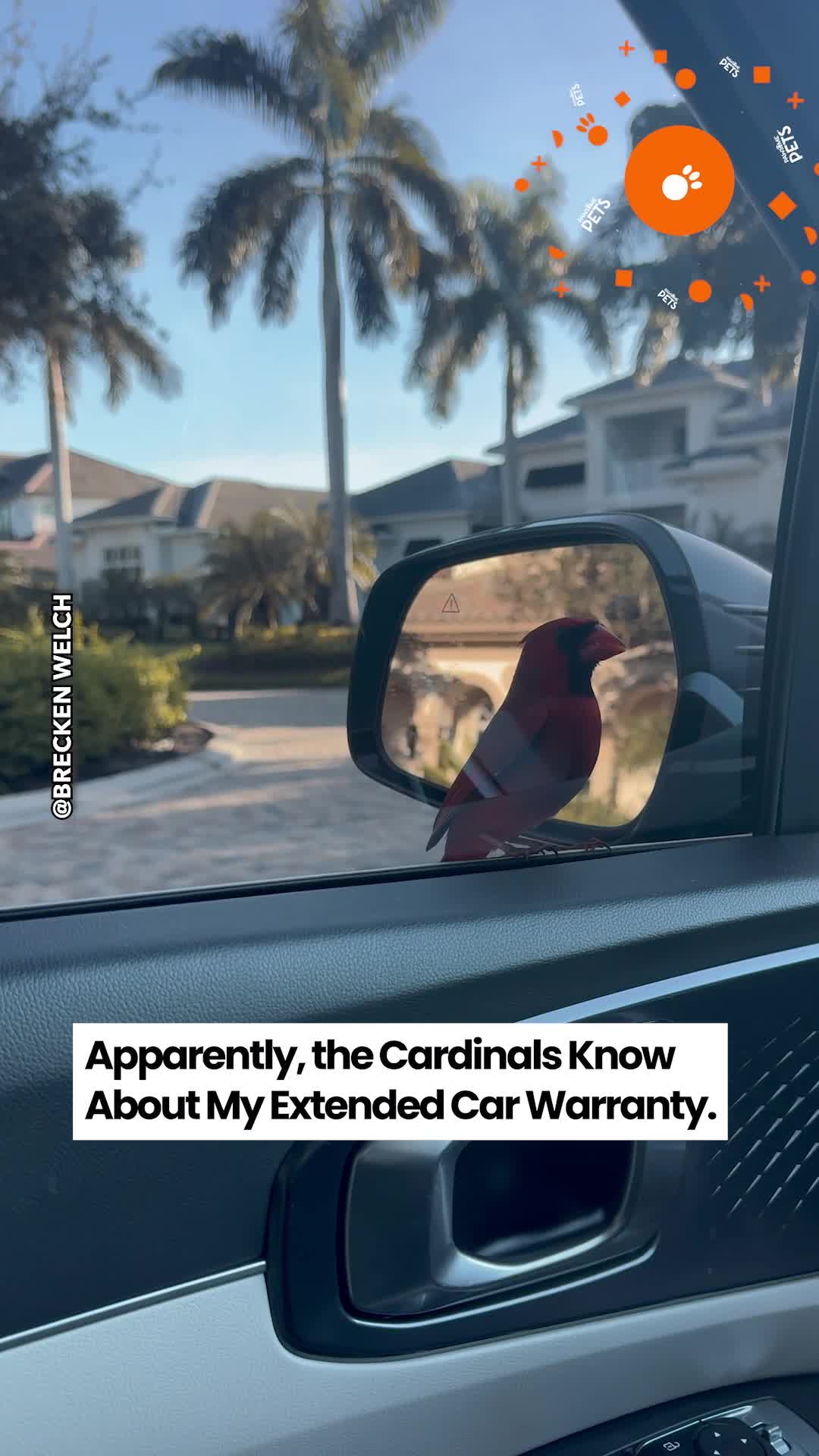 Florida driver gets unexpected welcome from two aggressive birds