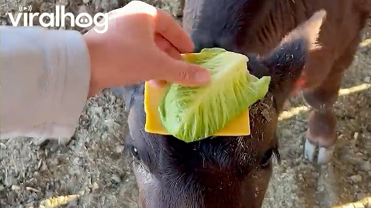 Curious animal gets an unexpected surprise