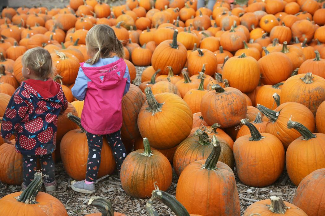 Pumpkins’ journey from ancient food staple to spicy fall obsession ...
