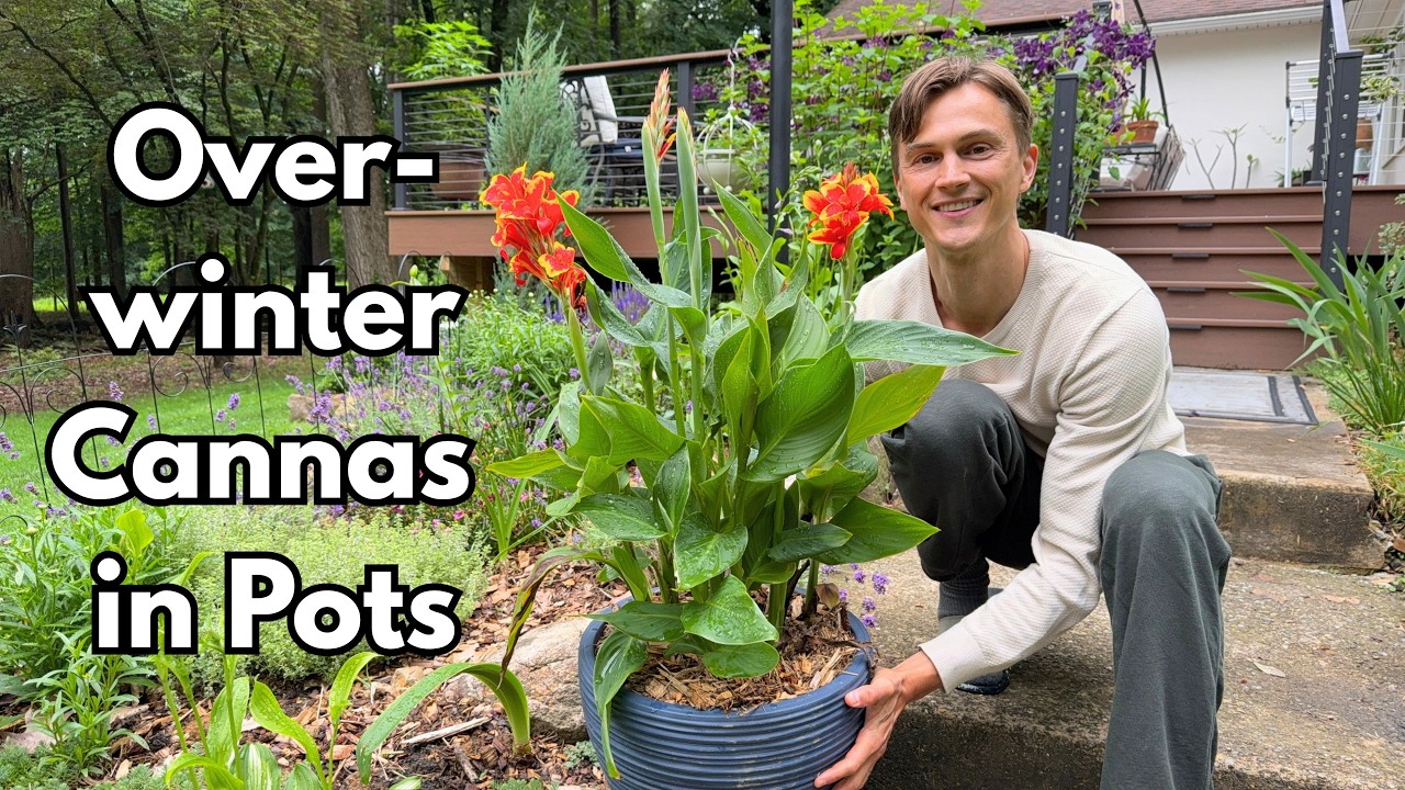 Canna lily - overwinter plants - easy method