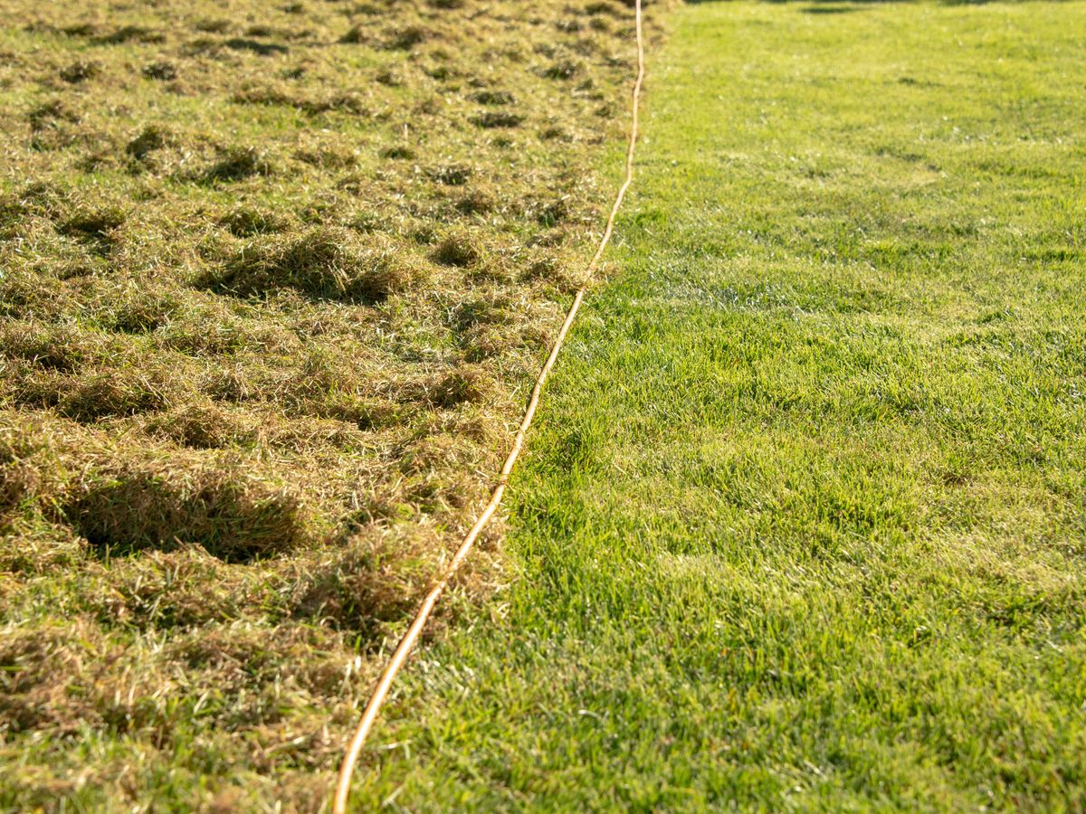 Simple lawn mistake in October could see moss returning for months