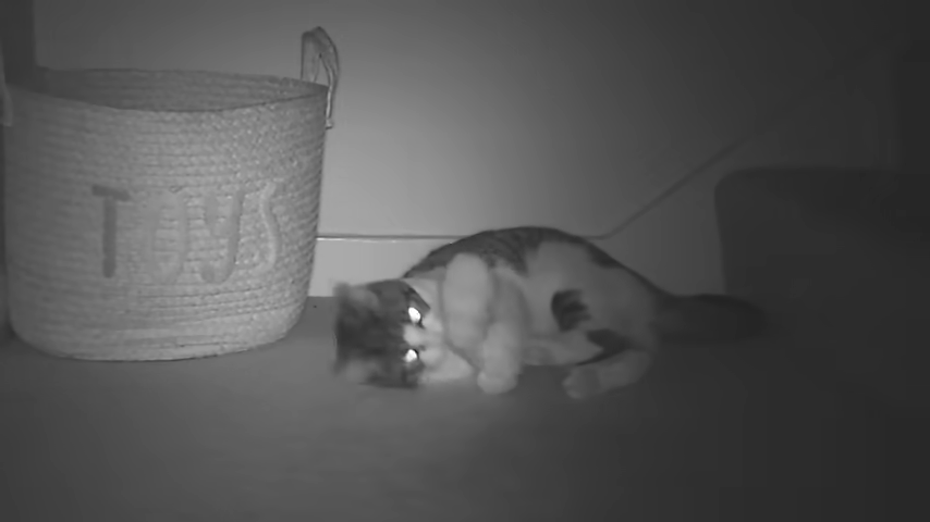 Turns out cats are busier at night than anyone realizes