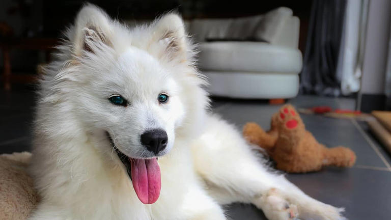 7 dog breeds that radiate happiness and joy from the inside out ...
