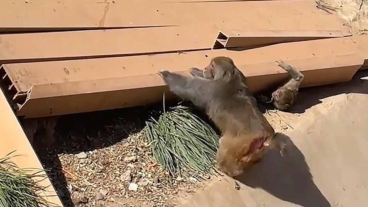 Young monkey trapped under collapsed bridge in China zoo