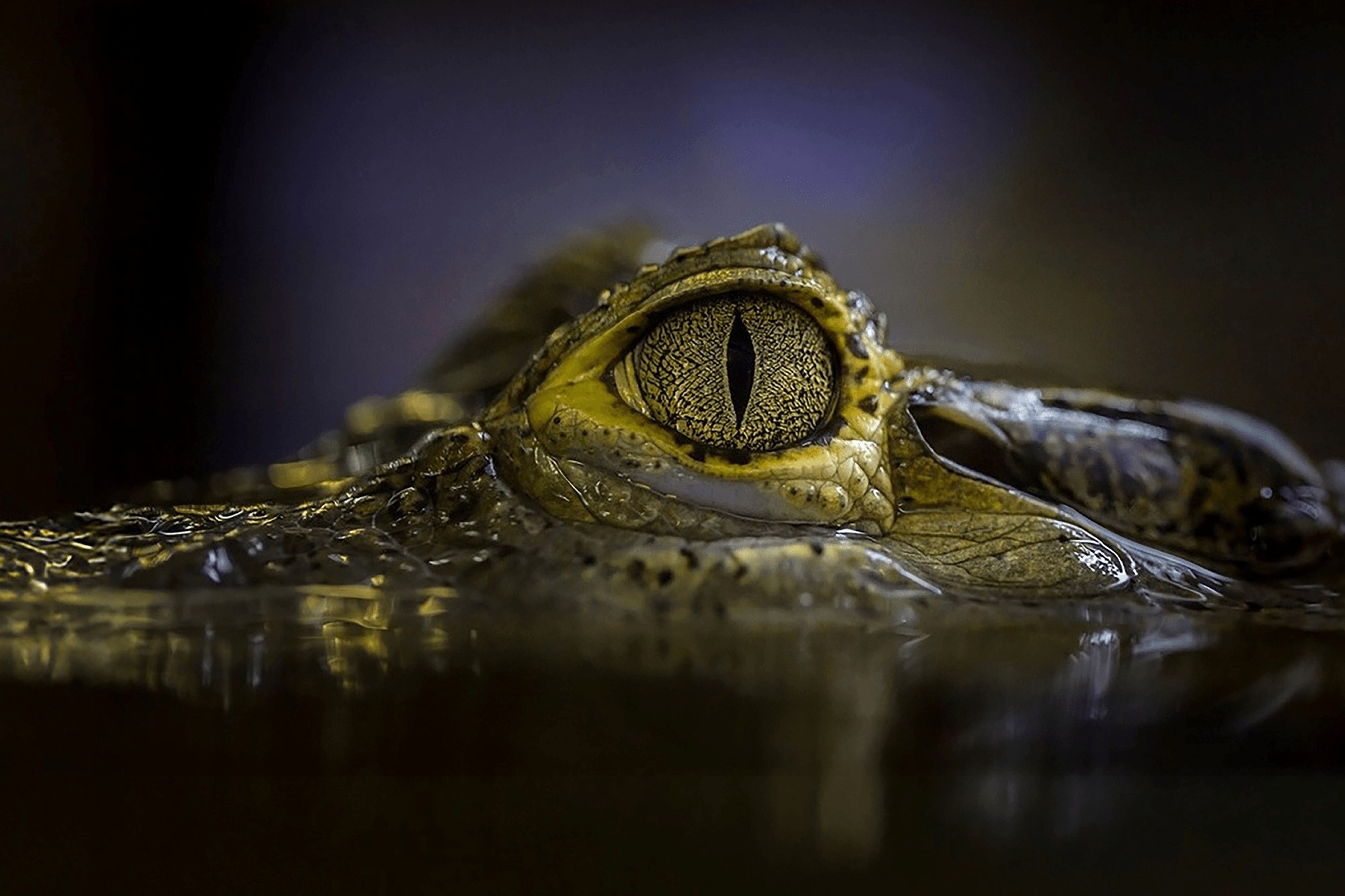 Why crocs are resistant to cancer: public lecture to explore how ...