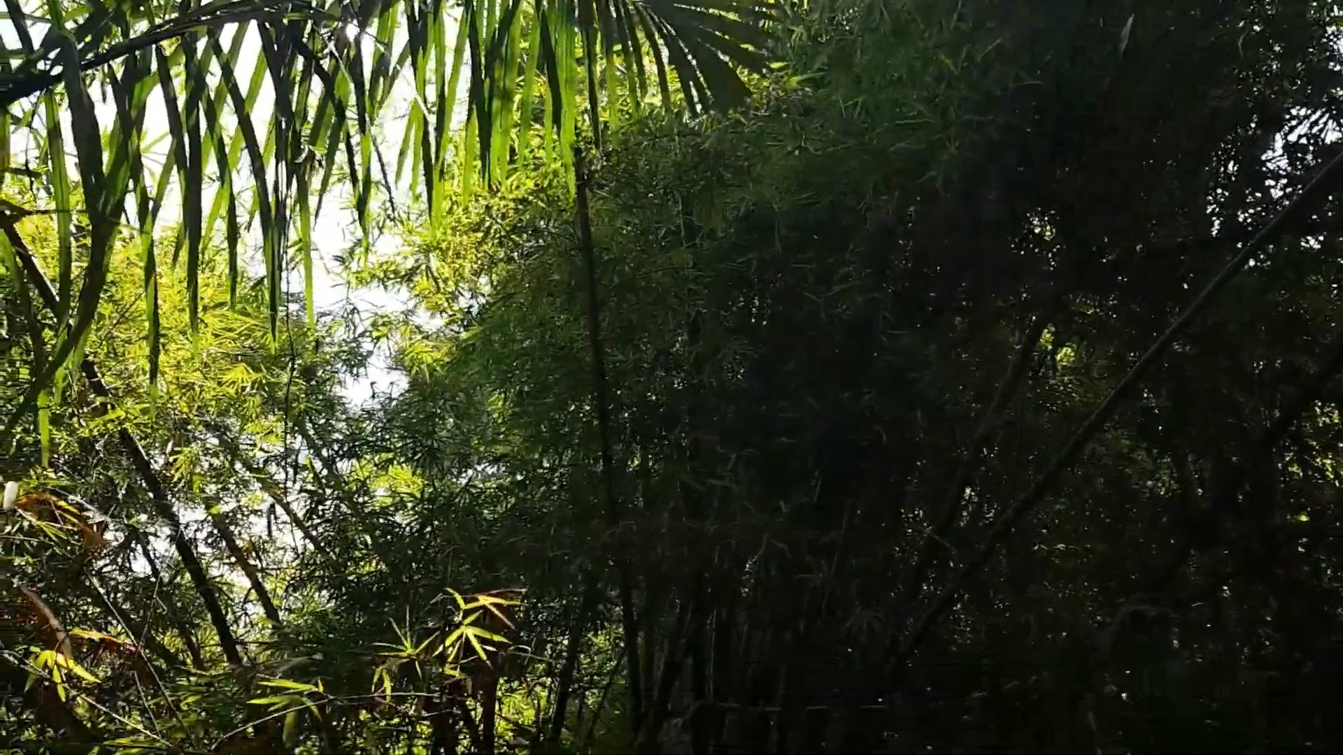 Snake discovery in Asia | A turquoise viper in the branches