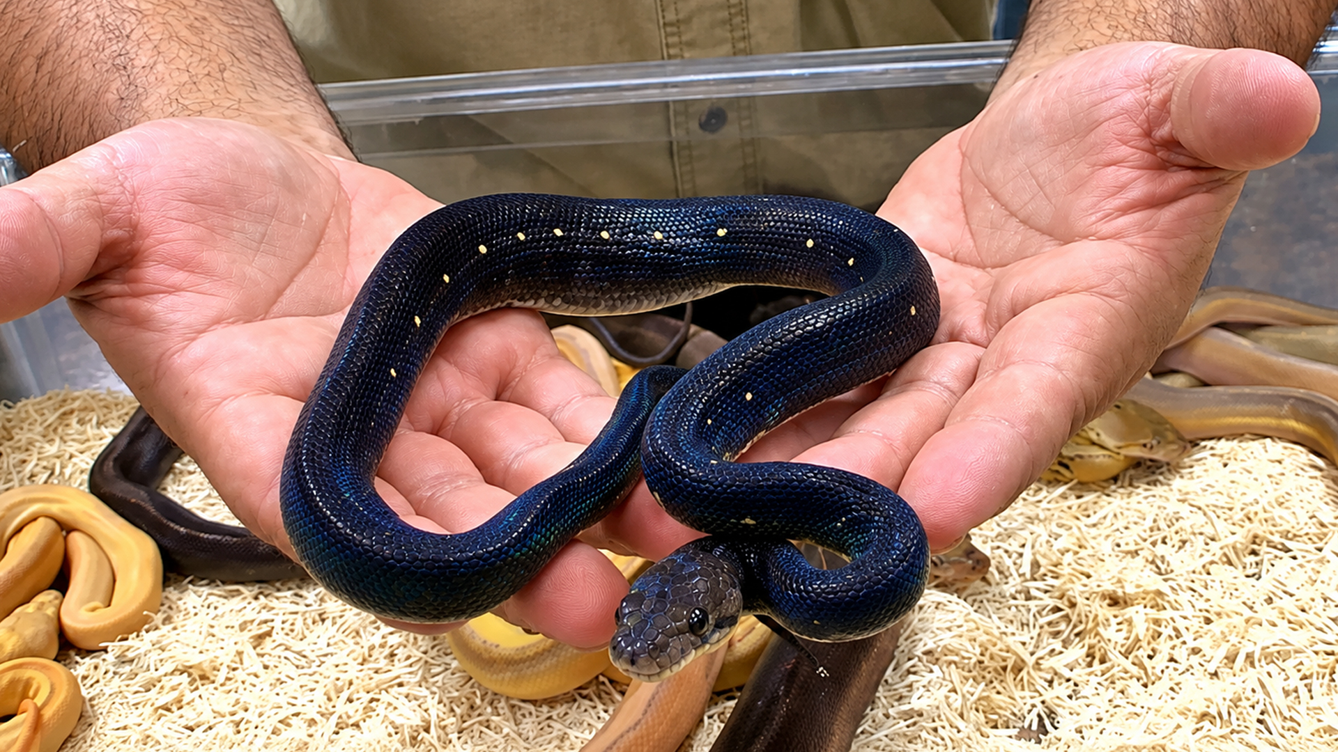 Rare all-black snake hatches from two unexpected combos