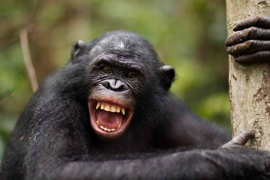 Do animals laugh like us?
