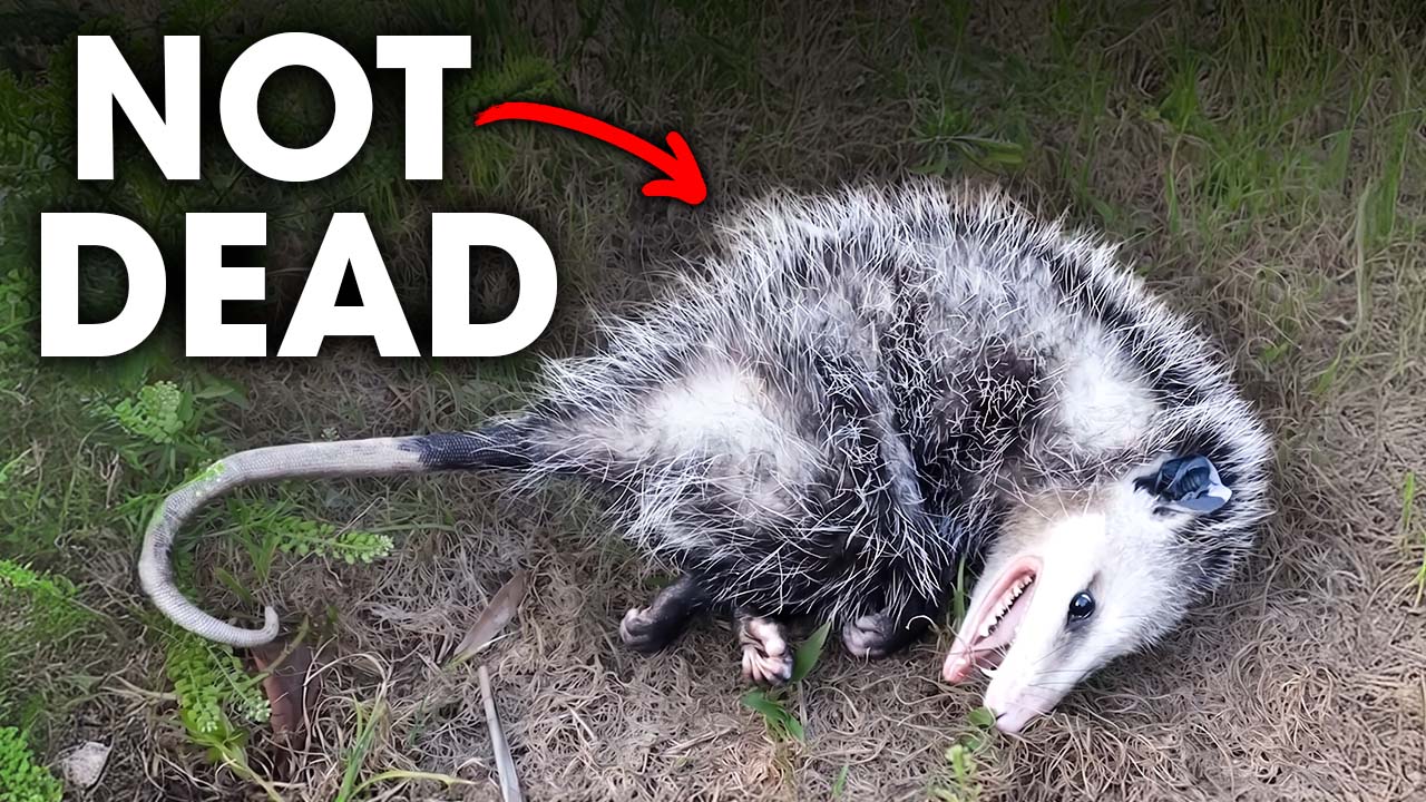 10 animals that fake their own death to survive