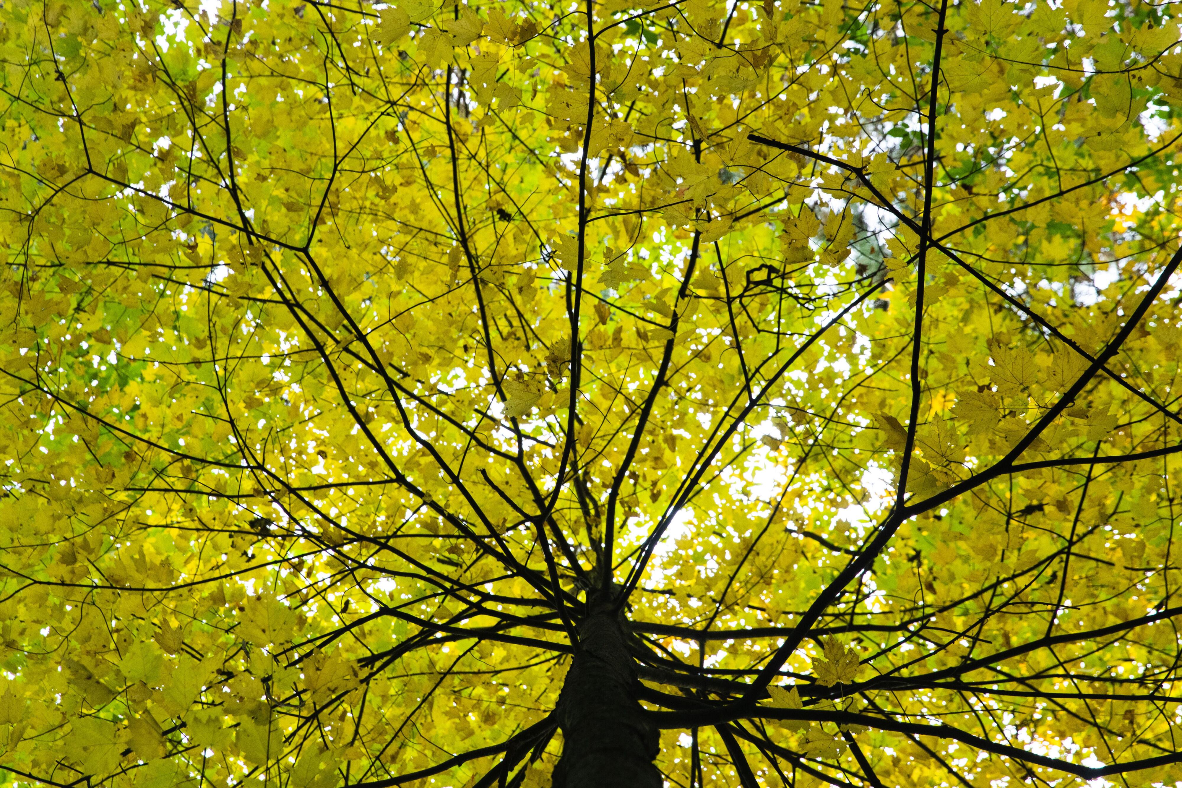 Catch fall colors on display at 2 free Kalamazoo County events