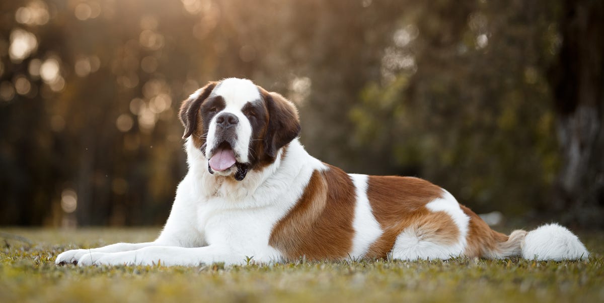 Dogs we wish could stay longer: 10 breeds with the shortest life ...