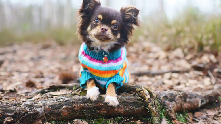 10 best dog sweaters to keep your pup warm (and stylish) this fall