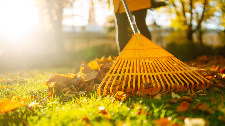 Neighbor’s tree dumping leaves all over your yard? A lawyer explains ...