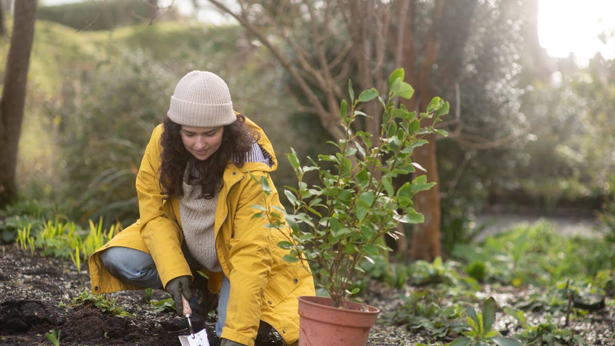 Why fall is the best time to plant trees and shrubs, according to experts