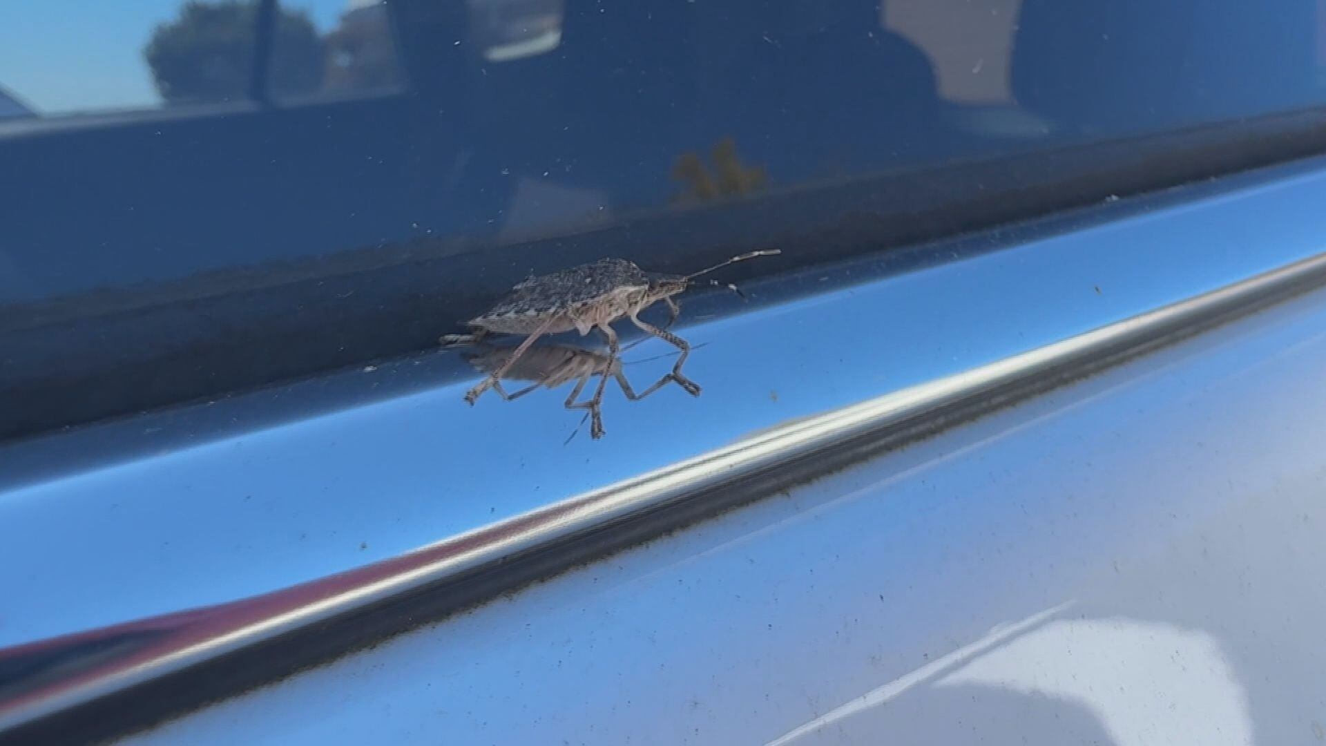 Stink bugs becoming more common across Kentucky homes this fall