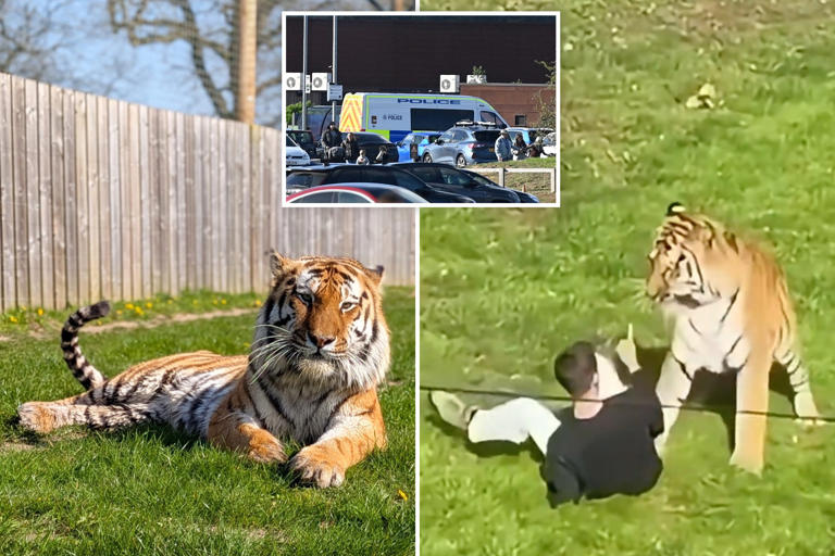 Man mauled to death by tiger was happily dancing, posing for pics with ...