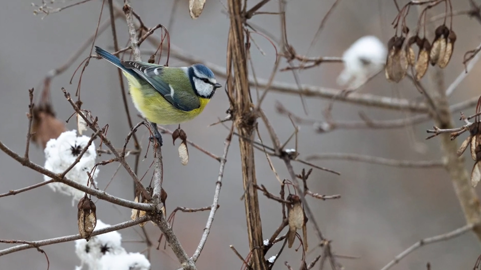 Winter conditions create unique bird photography
