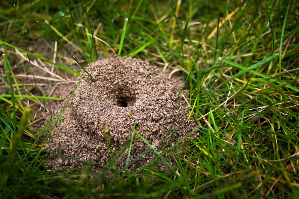 Scientists fill abandoned ant hill with cement and uncover massive ...
