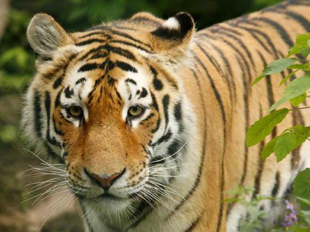 Man killed after entering tiger enclosure at UK zoo