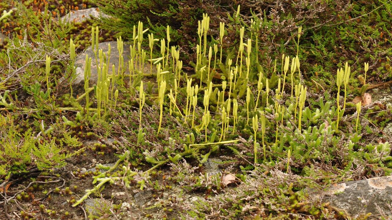 Self-healing road material: UK scientists test plant-spore asphalt; lab ...