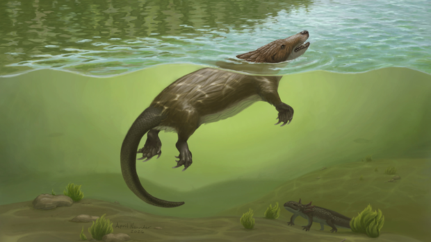 UChicago scientists discover semi-aquatic Jurassic-era otter that could ...