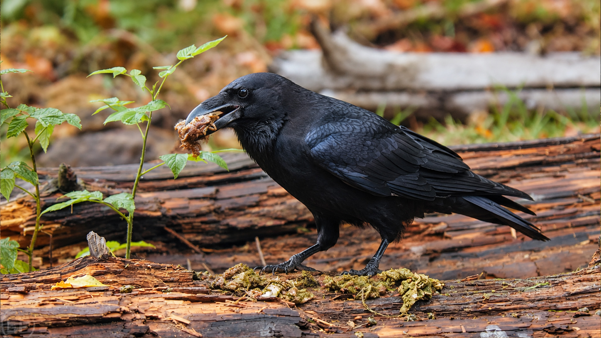 When this raven reached the feeding site it left with something