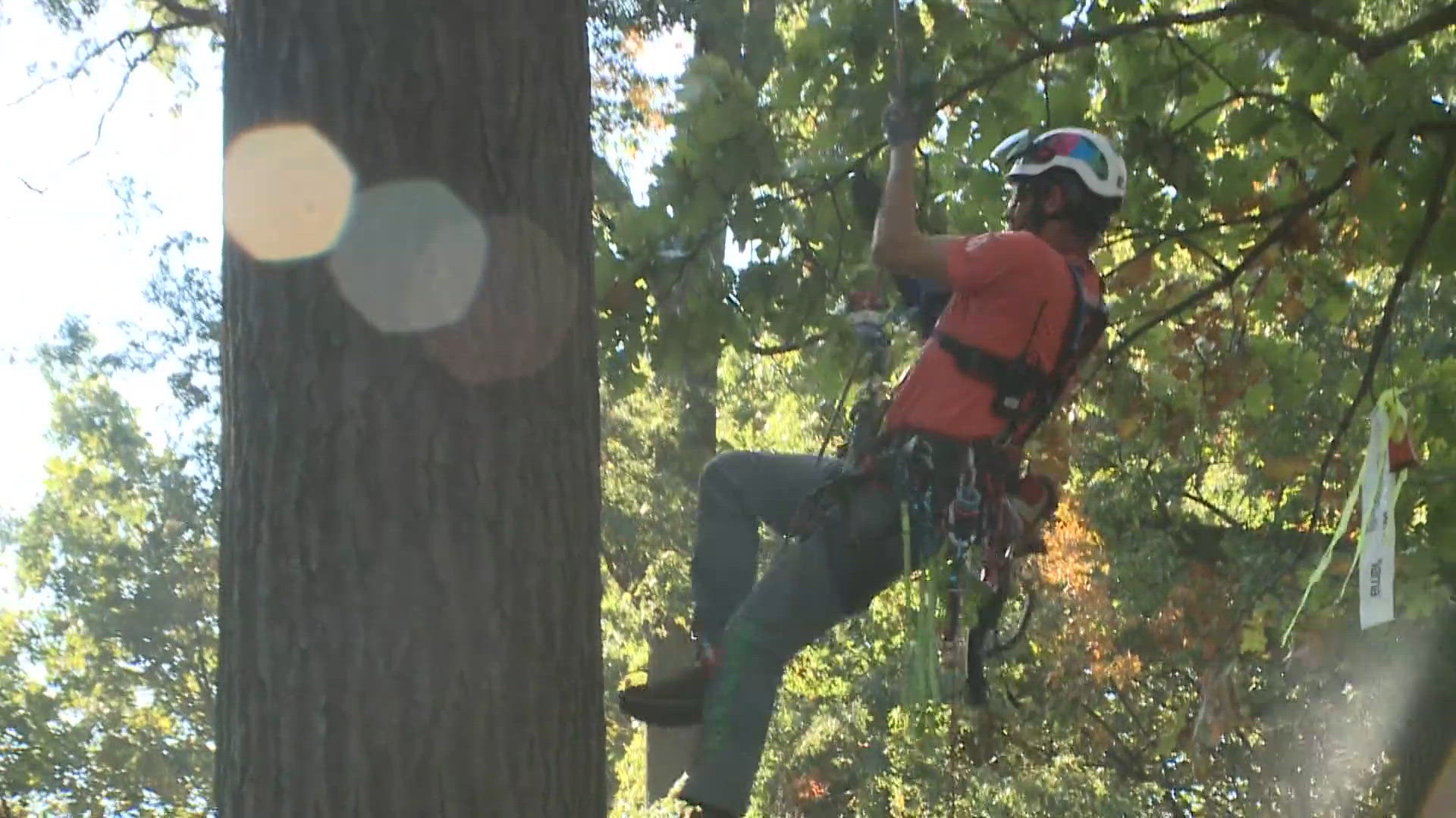 Reaching new heights: World's best tree climbers compete at Tower Grove ...