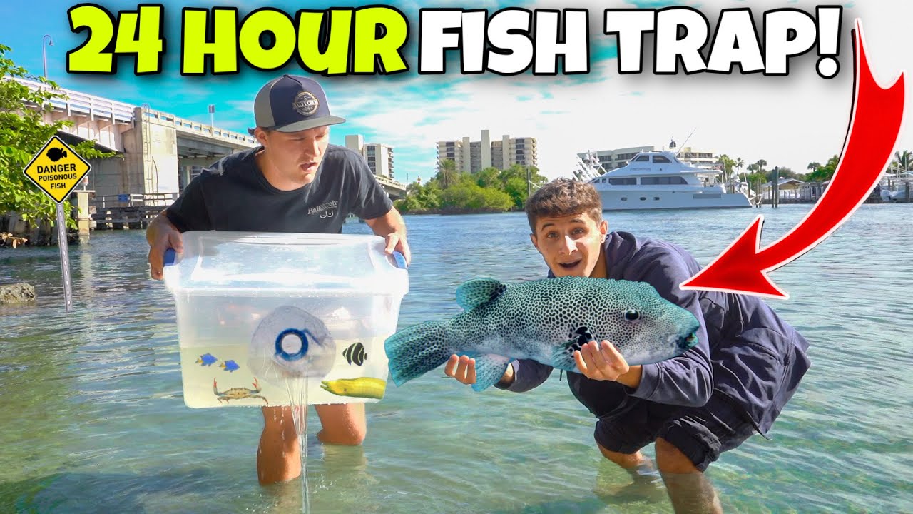 24-hour fish trap catches an exotic pufferfish!