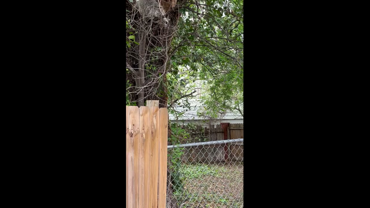 Mother raccoon aids her playful offspring