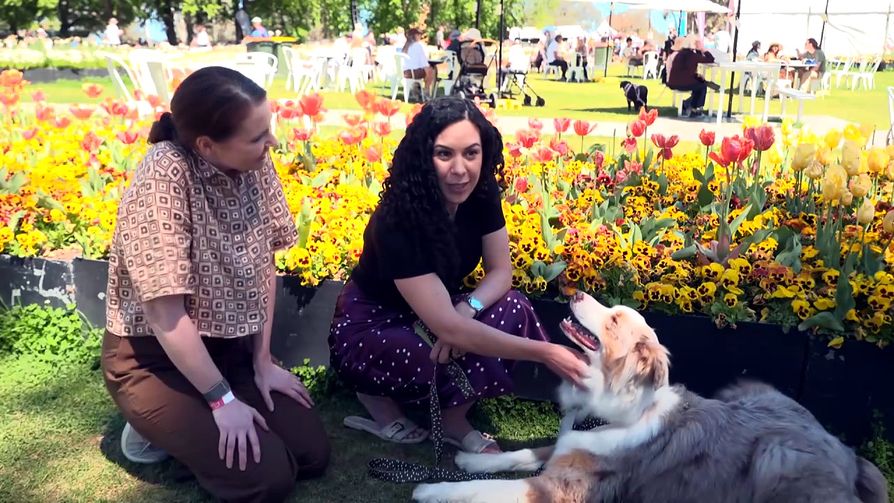 Dogs have their day at Floriade flower festival
