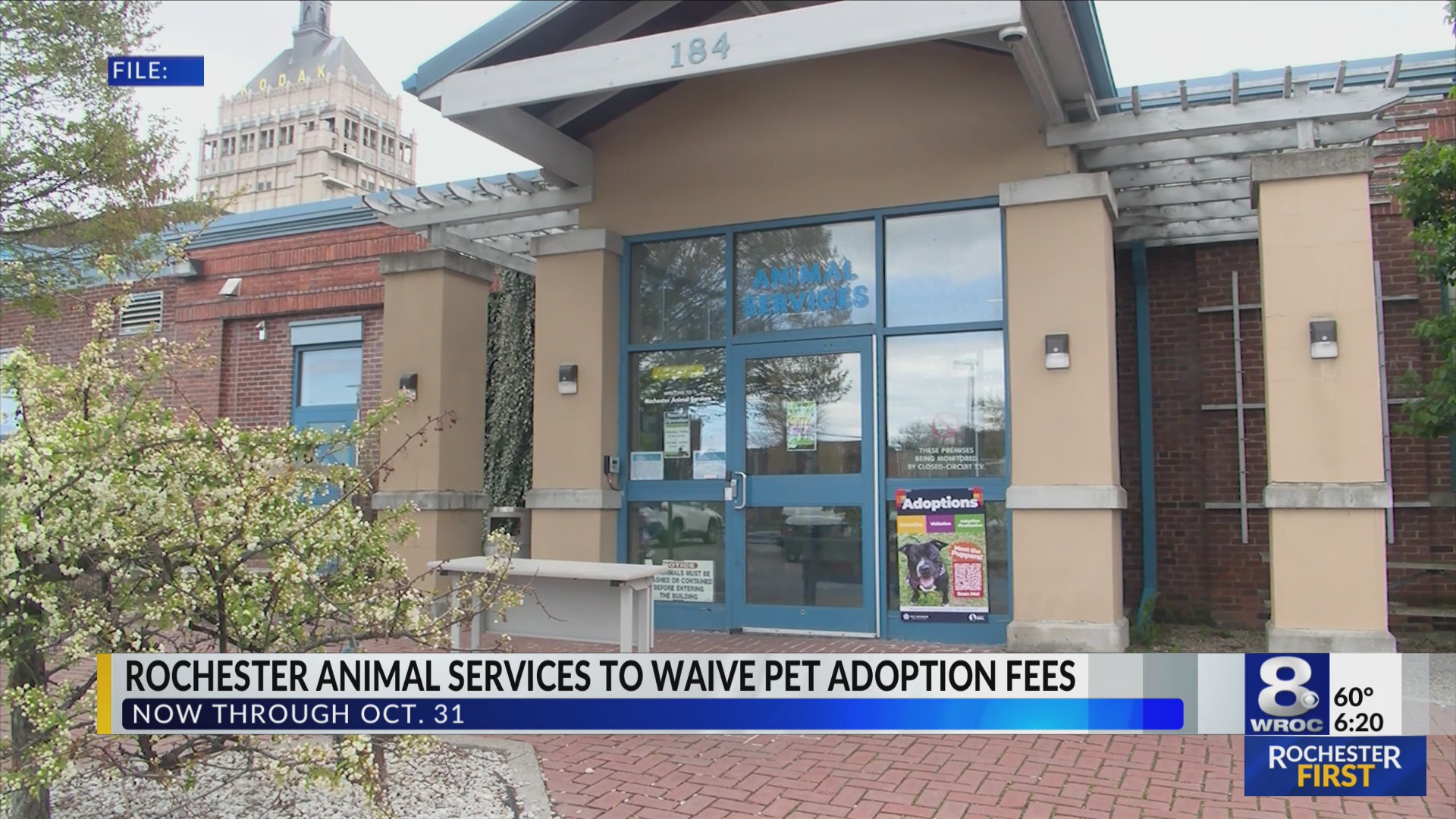 Rochester Animal Services to waive pet adoption fees