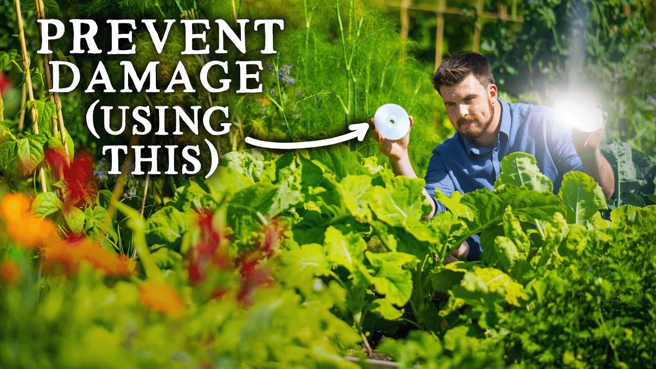 Simple ways to protect your vegetable garden!