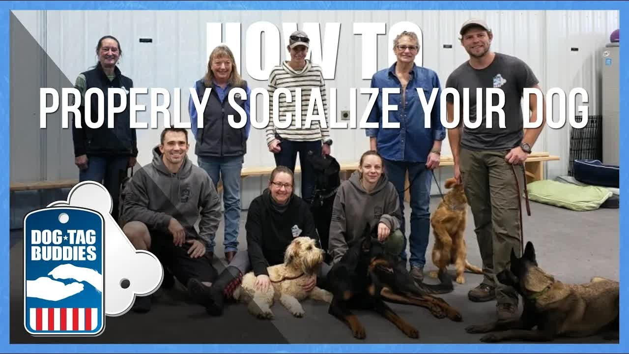 What most people get wrong when socializing their dog for real-world ...