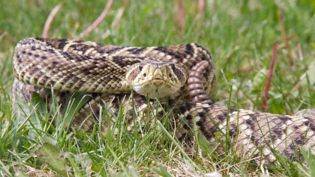 Father and son spot plump eastern diamondback rattlesnake right in ...