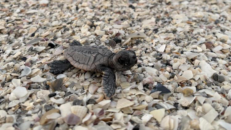 Only 2 turtle nests left on Anna Maria Island beaches amid flooding ...