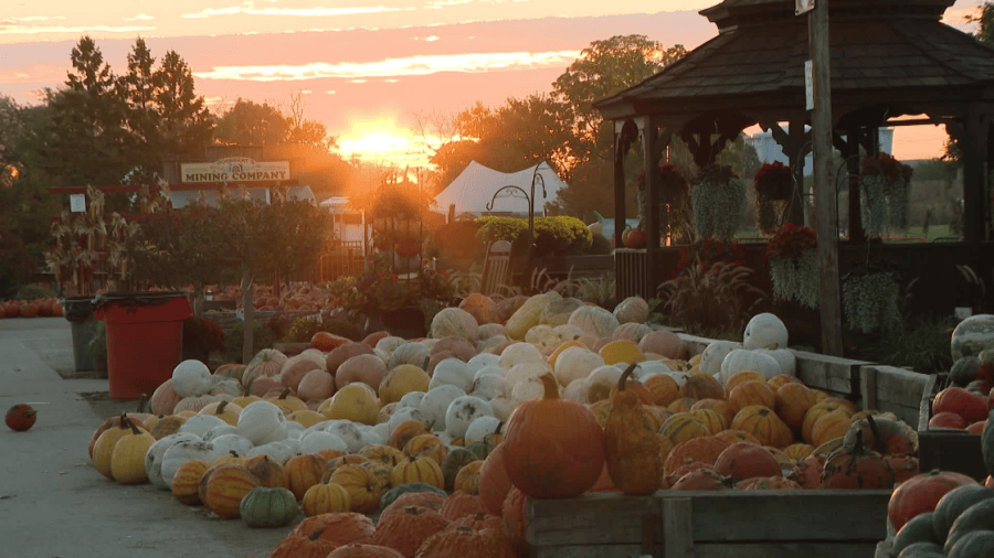 Weekend break: Goebbert's Farm in South Barrington