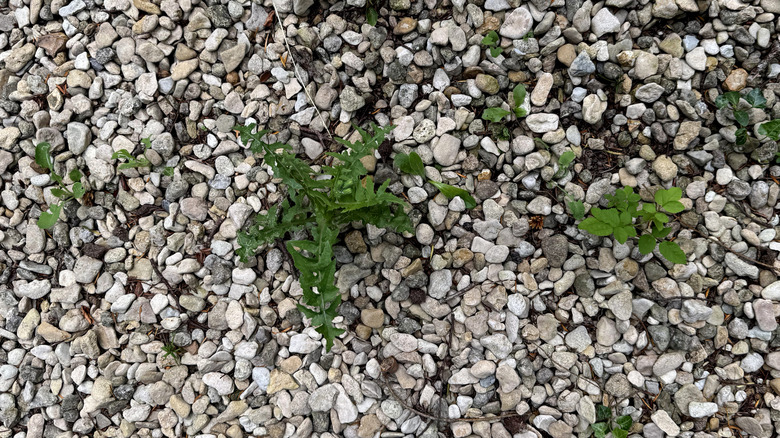 Forget digging: The easy-to-use tool for removing weeds from gravel ...