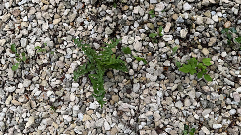 Forget digging: The easy-to-use tool for removing weeds from gravel ...
