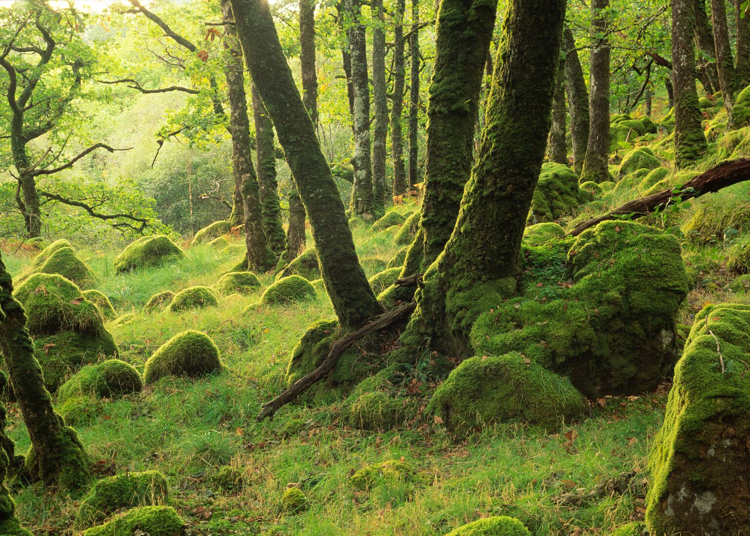 Climate change making rainforest restoration more complicated, expert warns
