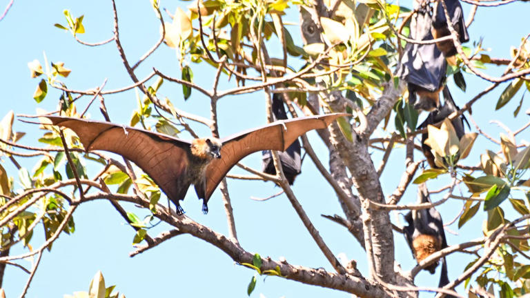 Major alert after dozens bitten by bats