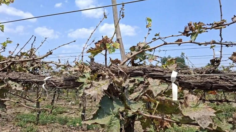 Worst drought in 50 years: Maha farmers lose fruits, now fight to save ...