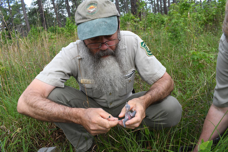 New federal rules put Georgia species at risk