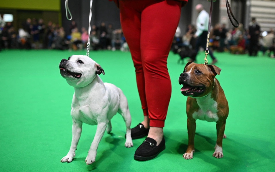 Why Staffies steal so many hearts