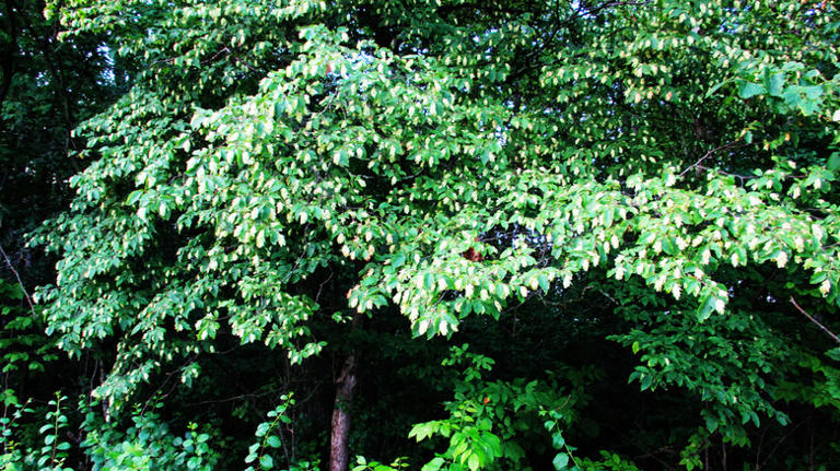 The easy-to-grow tree you can plant in fall that wildlife will flock to ...