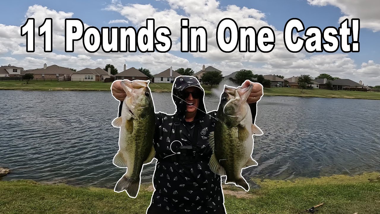 11 pounds of bass on one cast with the donkey rig