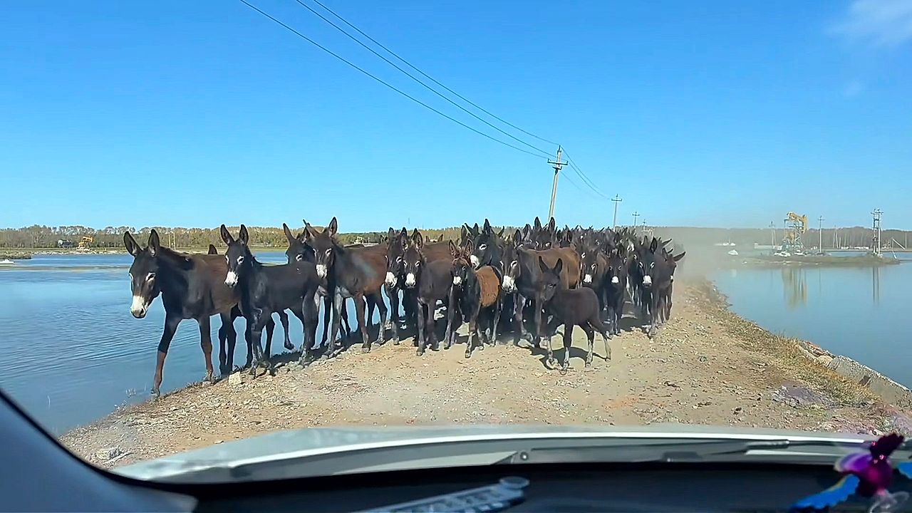 Herd of donkeys block traffic on narrow road in China