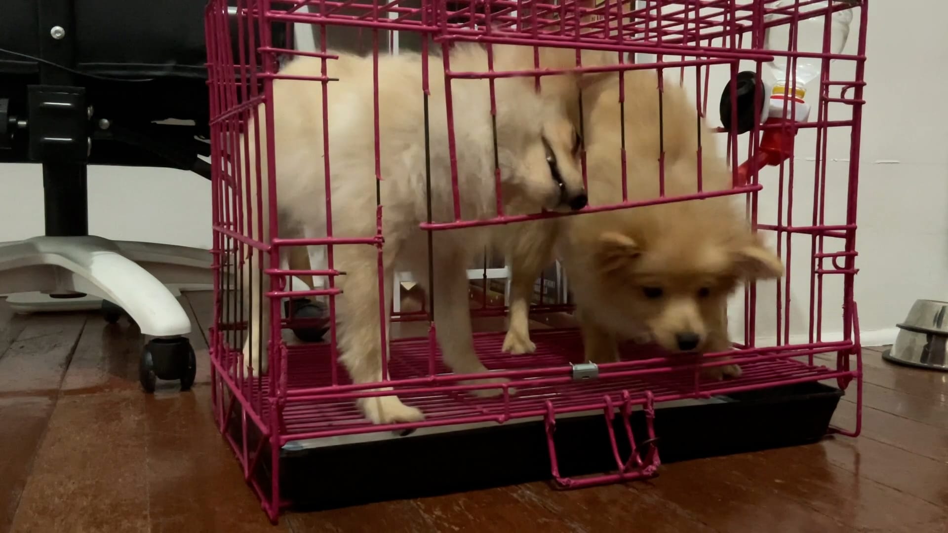 Clever puppy opens kennel door to escape leaving sibling behind