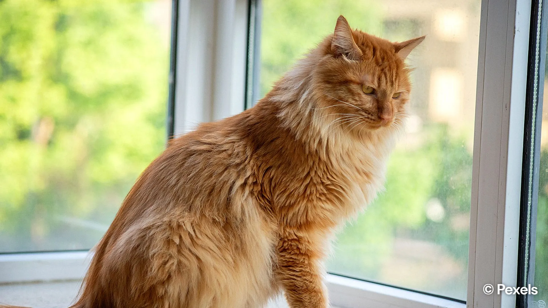 The hidden neuroscience of indoor cats: What staying inside does to ...