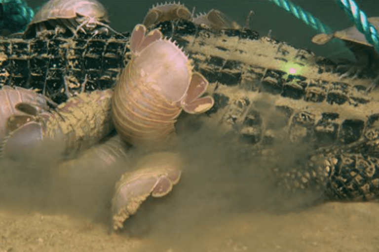 Scientists discover monstrous new breed of 'zombie worms' that can ...