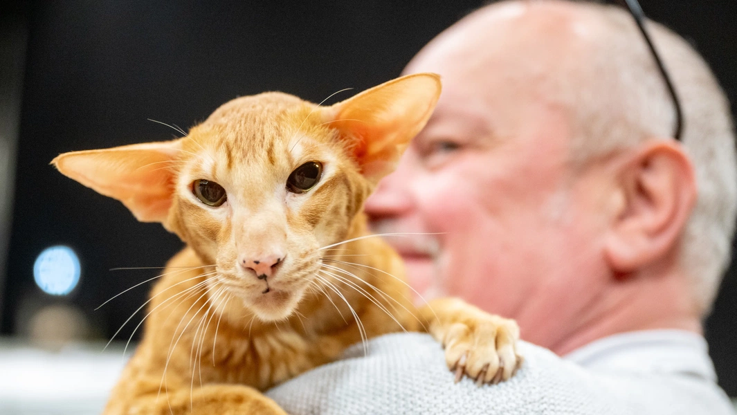 11 calm and affectionate cat breeds